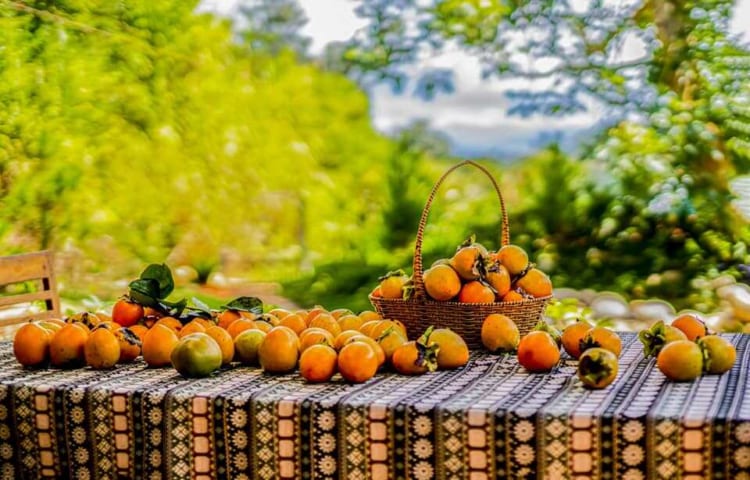 Moc Tra Farm offers a delightful experience of picking Dalat Persimmon