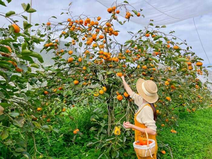 Visitors can participate in the harvesting process