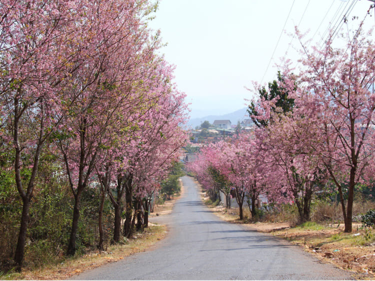 Flourishing Cherry Blossoms bloom on the Da Lat roadside