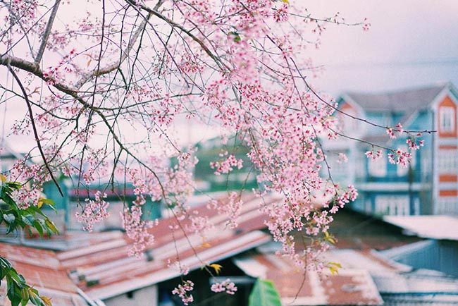 The captivating beauty of Cherry Blossom in Da Lat every spring