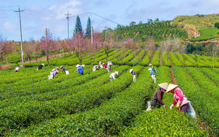 The local farmers work at the Cau Dat Plantation, far away from the peach blossom trees.