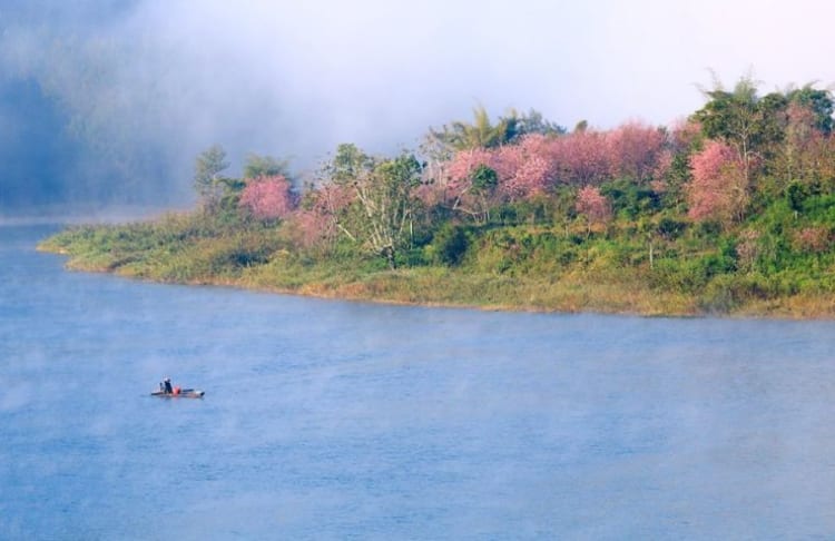 The poetic scenery when viewing Cherry Blossoms at Tuyen Lam Lake.