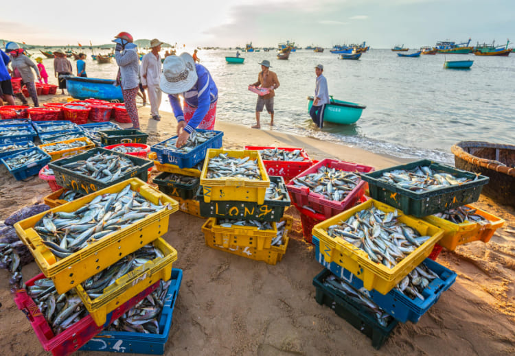 Harvesting Fresh Food in Mui Ne