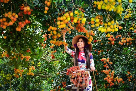 an orchard in Cu Chi