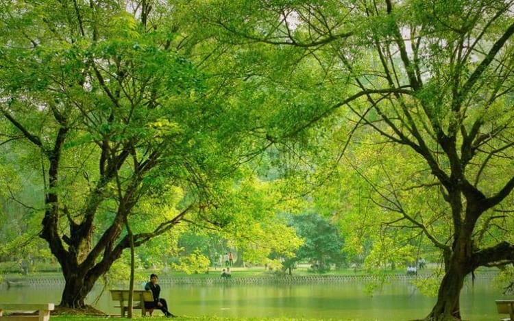 Hanoi Botanical Garden should be a great place for your children to play.