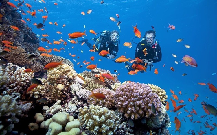 The clear blue water reveals a mesmerizing display of hundreds of coral formations, each a unique masterpiece teeming with life.