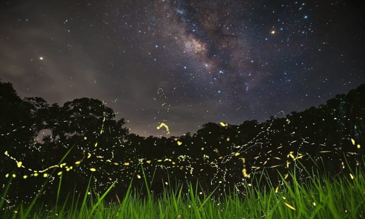 Cuc Phuong National Park offers visitors a breathtaking display of fireflies.